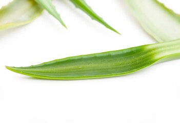 Fototapeta premium Soothing aloe vera leaf, freshly cut, isolated on white, juicy, healthy