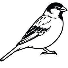 House sparrow isolated on white background