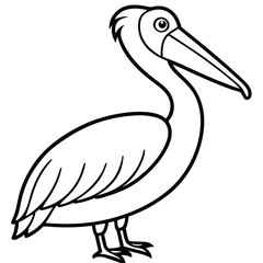 Pelican isolated on white background