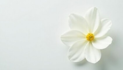 Obraz premium Close-up shot of pristine white petals against pure white backdrop, floral photography, macro