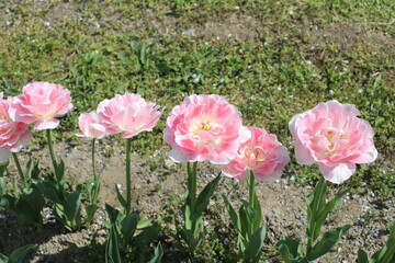 pink tulips in garden