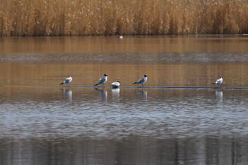 ducks on the lake