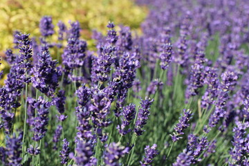 Obraz premium lavender field in provence france
