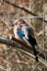 Jaybird on a branch
