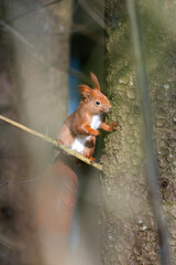 Squirrel in a forest
