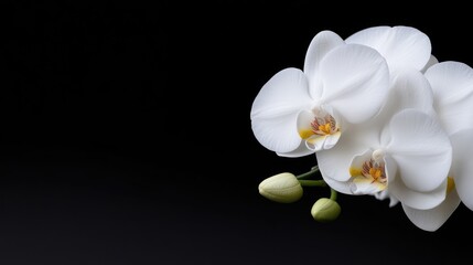Fototapeta premium Elegant white orchid flowers with delicate petals and green buds isolated on a solid black background with copy space.