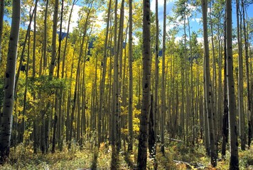 Aspen tree with yellowing leaves in Colorado
