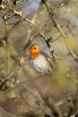 Robin on a branch
