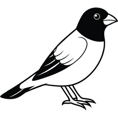 Eurasian bullfinch isolated on white background