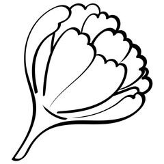 jasmine bud closed handrawn outline style illustration