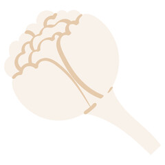 jasmine bud open side view handrawn flat style illustration