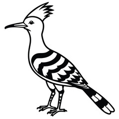 Eurasian hoopoe isolated on white background