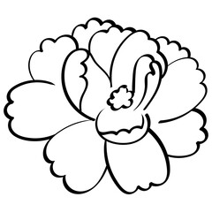 jasmine flower fully bloomed handrawn outline style illustration