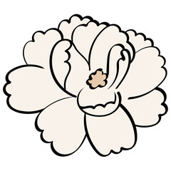 jasmine flower open side view handrawn line and color style illustration