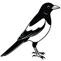 Eurasian magpie isolated on white background