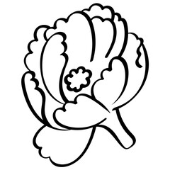 jasmine flower open side view handrawn outline style illustration