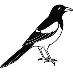 Eurasian magpie isolated on white background