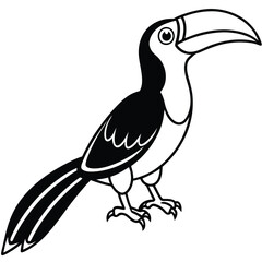 Hornbill isolated on white background