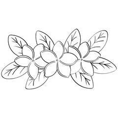 plumeria flower cluster with leaves handrawn outline style illustration