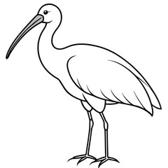 Ibis isolated on white background