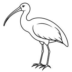 Ibis isolated on white background