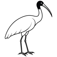 Ibis isolated on white background