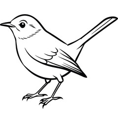 Japanese bush warbler isolated on white background