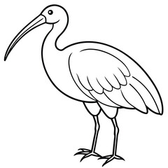 Ibis isolated on white background