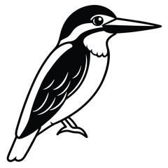 Kingfisher isolated on white background