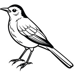 Warbling white-eye isolated on white background