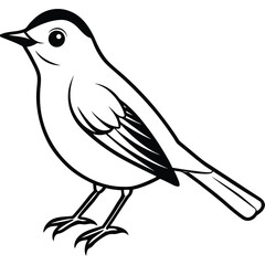 Warbling white-eye isolated on white background