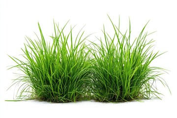 Obraz premium Two vibrant clumps of fresh green grass against a white background. Healthy, lush, and full of life, these grass tufts appear well-maintained and ready for use in design, marketing.