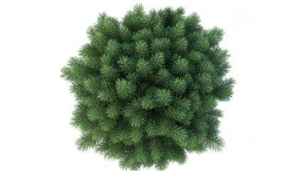 lush green coniferous tree from a top-down perspective showcasing its dense foliage and symmetrical shape ideal for use in environmental designs or nature-themed projects