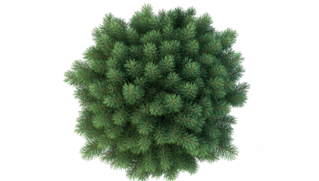 lush green coniferous tree from a top-down perspective showcasing its dense foliage and symmetrical shape ideal for use in environmental designs or nature-themed projects
