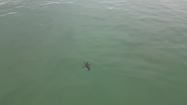 Filhote de Pinguim nadando no mar