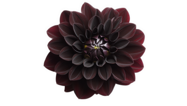 a stunning dark burgundy dahlia flower showcasing intricate layers and a rich color palette perfect for floral design decoration or botanical studies