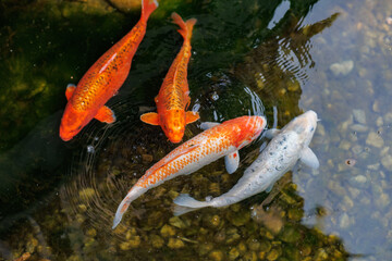 Colorful carp of koi floating in a pond. A flock of fish in the water. flat lay. top view.