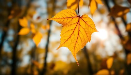 Obraz premium Sunlit Golden Leaf in Autumn Woodland with Intricate Veins Displayed