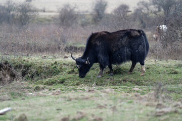 Yak in the field