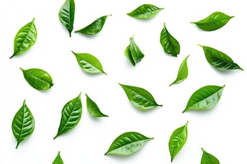 Fresh tea leaves scattered on white background