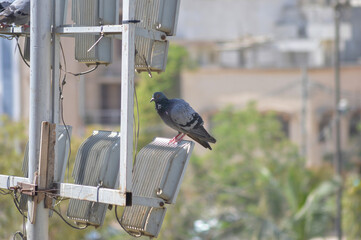 Pigeon Perched on Metal Structure with Iridescent Green and Purple Neck