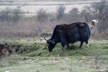 Yak in the field