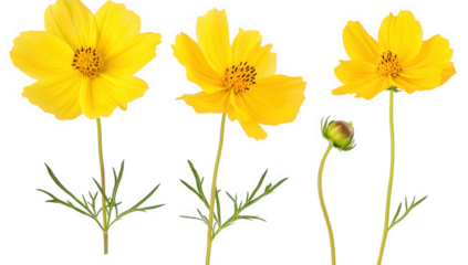 three vibrant yellow flowers at different stages of bloom showcasing their delicate petals and green stems against a white background it emphasizes the beauty of nature and floral diversity