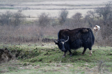 Yak in the field