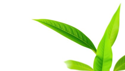 Fototapeta premium Single vibrant green plant, isolated on pure white background, organic, botany
