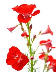 Vibrant red snapdragon blossom, isolated on white background, single, floral, macro