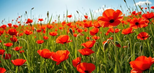 Obraz premium Vibrant red poppies scattered across a sun-drenched summer meadow, design, rural, wild