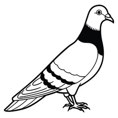Pigeon isolated on white background