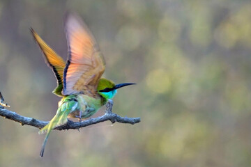 Asian Green Bee-eater (Merops orientalis) about to take off from it's perch, Ranthambhore National Park, Rajasthan, India.