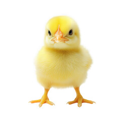 Fototapeta premium a cute fluffy yellow chick stands upright against a plain white background showcasing its soft feathers and curious expression highlighting the charm of young birds